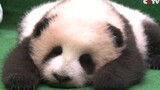 【panda】一动不动是王八