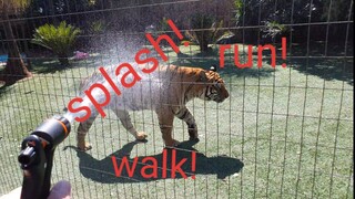 When tigers run at full speed !
