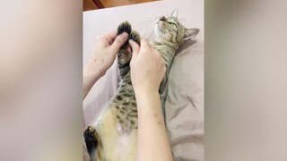 Tiểu Vằn Bơ học 1 khoá múa nè 🥰 cat meo meocute catcute tieudommo