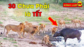 6 Màn Thoát Ch.ết Kinh Điển Nhất Đáng Ghi Vào Sử Sách Trong Thế Giới Động Vật | Kính Lúp TV