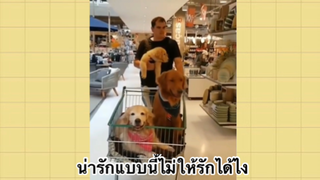 เพื่อนตัวน้อย สัตว์เลี้ยงแสนซน : น่ารักแบบนี้ไม่ให้รักได้ไง