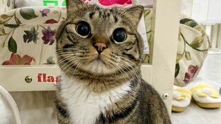 小猫咪的眼睛真的可以这么大吗？