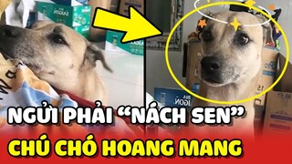 Khuôn mặt HOANG MANG của chú chó vô tình NGỬI phải NÁCH SEN 😂 | Yêu Lu