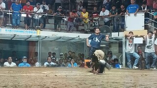 Texas cockpit arena nakaakyat na Ang babae sa Puno nag talisay.🤣🤣🤣