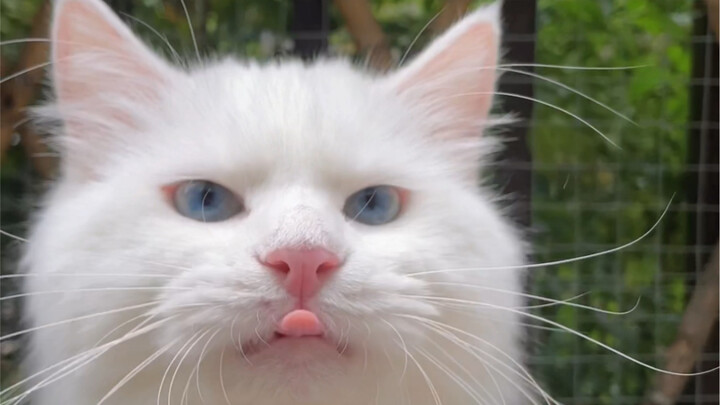 Daqiang là con mèo hạnh phúc nhất trong 15 con mèo. Người xúc phân phải ngâm mình trong mưa và sương