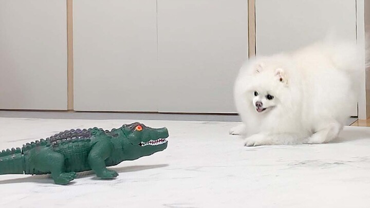 Dog Video | Pomeranian Dog VS Toy Crocodile
