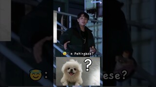 when jeonghan calling pennywise "pekingese" 😂🤣 #GOING_SVT