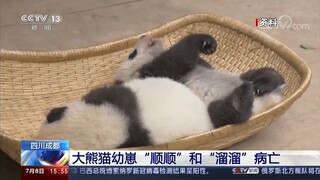 【呜呜呜呜】大熊猫幼崽“顺顺”和“溜溜”病亡