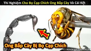 Thí Nghiệm Cho Bọ Cạp Khổng Lồ Chích Ong Bắp Cày Và Cái Kết || Review Giải Trí Đời Sống