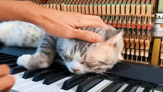 Piano Meow terpaksa dibuka untuk bisnis? Dibeli dalam hitungan detik dengan menyentuh kepala! Here C