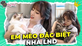 3 Đuỹ MÈO Ngoại Nhập Nhà Linh Bao Nhiêu Tiền Vậy Nhỉ? |  Đuỹ MÈO COLLECTION #6