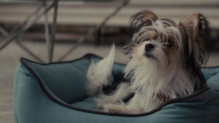 A Dog's Journey 2019 1080p(Adventure, Comedy Drama) Josh Gad, Dennis Quaid, Kath