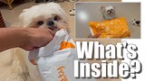 My Shih Tzu Dog Gets His Package | Cute & Funny Dog Video