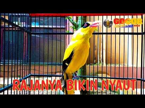 KICAU suara kepodang emas gacor RAJA PIKAT ini RAJANYA BIKIN NYAUT podang lain