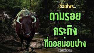 ตามรอยกระทิง ที่ดอยม่อนปาง (ตอนเดียวจบ)