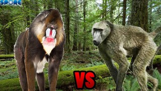 Mandrill vs Baboon | SPORE