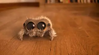 Reptile Pet | The Australian Jumping Spider | Lucas The Spider