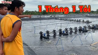 Tham Quan Mô Hình Nuôi Tôm Trải Bạt Công Nghệ Cao Thu Tiền Tỷ Mỗi Tháng