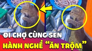 Bé Mèo 'CƠ HỘI' nhất năm, đi chợ với Bố nhưng vẫn 'VÔ TƯ ĂN TRỘM CÁ' tự nhiên như ở nhà 😎 Gâu Đần