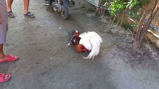 1st SPARRING NI SUPER WHITE PAGKATAPOS NYA MANALO, MAINGAT PARIN MAGLARO GUYS.