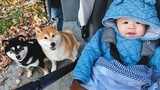 Baby's first walk with Shiba Inu
