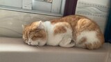 [Kucing] Tidur Pulas Hingga...