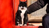 [Mèo cưng] Mèo ngự tiền thị vệ có móng ở Cố Cung 4K/120p